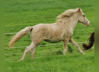 Islandshäst, Hingst, 1 år, Palomino