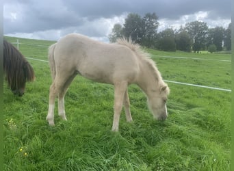 Islandshäst, Hingst, 1 år, Palomino