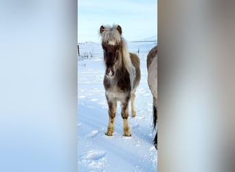 Islandshäst, Hingst, 1 år, Rökfärgad svart