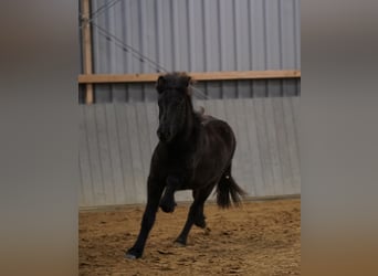 Islandshäst, Hingst, 1 år, Svart