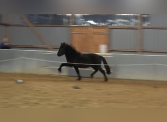 Islandshäst, Hingst, 1 år, Svart