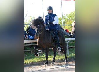 Islandshäst, Hingst, 21 år, Svart