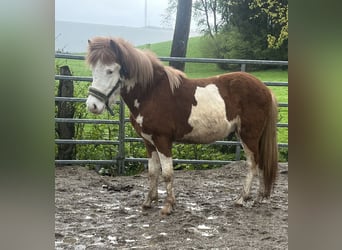 Islandshäst, Hingst, 2 år, 130 cm, Pinto