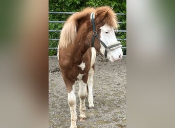 Islandshäst, Hingst, 2 år, 130 cm, Pinto