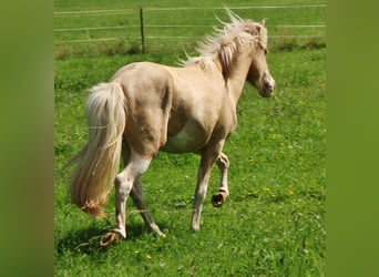 Islandshäst, Hingst, 2 år, 136 cm, Vit