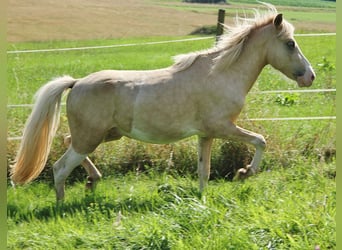 Islandshäst, Hingst, 2 år, 136 cm, Vit