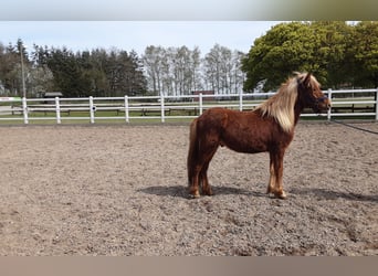 Islandshäst, Hingst, 2 år, 138 cm, fux