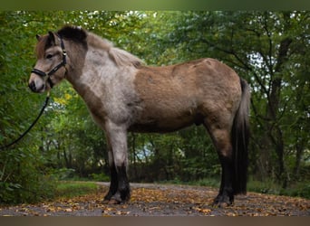 Islandshäst, Hingst, 2 år, 139 cm