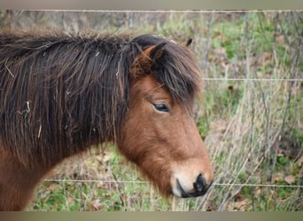 Islandshäst, Hingst, 2 år, 140 cm, Brun