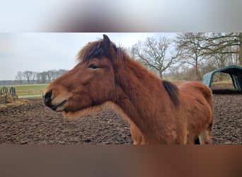 Islandshäst, Hingst, 2 år, 140 cm, Brun