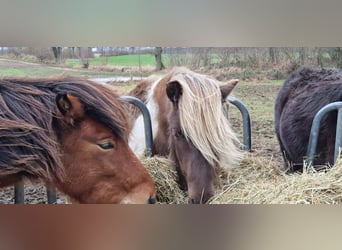 Islandshäst, Hingst, 2 år, 140 cm, Brun