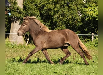 Islandshäst, Hingst, 2 år, 140 cm, Pärla