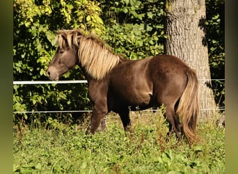 Islandshäst, Hingst, 2 år, 140 cm, Pärla