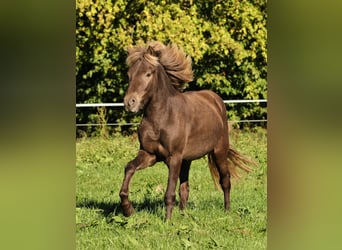 Islandshäst, Hingst, 2 år, 140 cm, Pärla