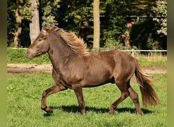 Islandshäst, Hingst, 2 år, 140 cm, Pärla
