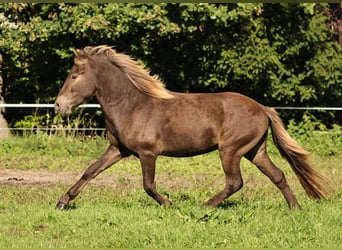 Islandshäst, Hingst, 2 år, 140 cm, Pärla