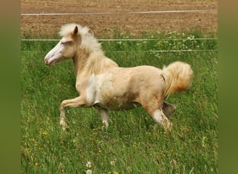 Islandshäst, Hingst, 2 år, 140 cm, Palomino