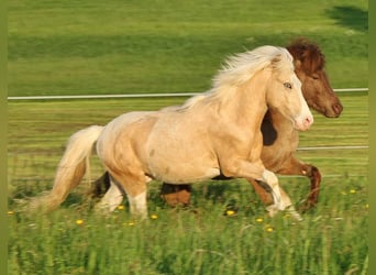 Islandshäst, Hingst, 2 år, 142 cm, Palomino