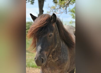 Islandshäst, Hingst, 2 år, Kan vara vit