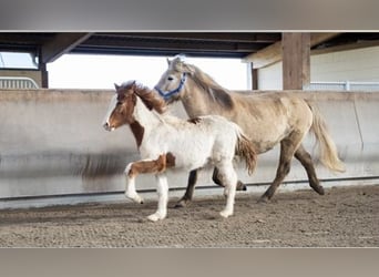 Islandshäst, Hingst, 2 år, Pinto