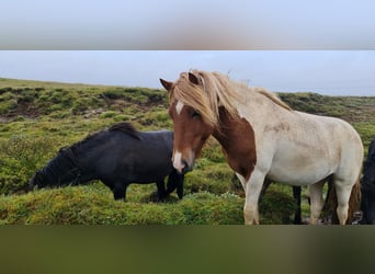 Islandshäst, Hingst, 3 år, 136 cm, Overo-skäck-alla-färger