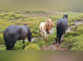 Islandshäst, Hingst, 3 år, 136 cm, Overo-skäck-alla-färger