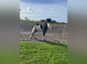 Islandshäst, Hingst, 3 år, 139 cm, Pinto