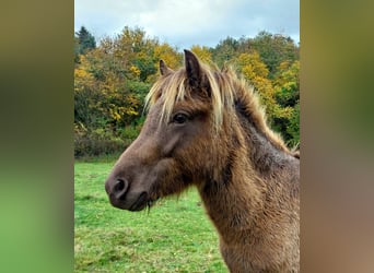 Islandshäst, Hingst, 3 år, 140 cm, Palomino