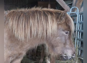 Islandshäst, Hingst, 3 år, 140 cm, Palomino
