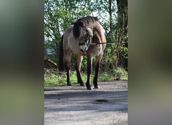 Islandshäst, Hingst, 3 år, 142 cm