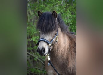 Islandshäst, Hingst, 3 år, 142 cm