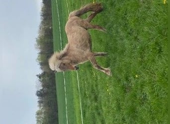 Islandshäst, Hingst, 3 år, 143 cm, Cremello