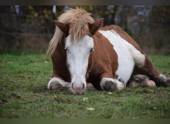 Islandshäst, Hingst, 3 år, 144 cm