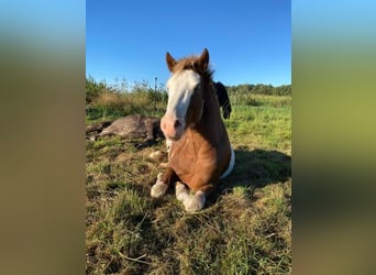 Islandshäst, Hingst, 3 år, 144 cm