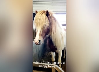 Islandshäst, Hingst, 3 år, 145 cm, Tobiano-skäck-alla-färger