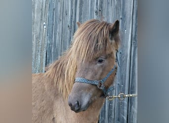 Islandshäst, Hingst, 3 år, Palomino