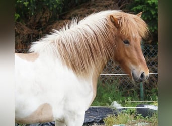 Islandshäst, Hingst, 4 år, 135 cm, Overo-skäck-alla-färger