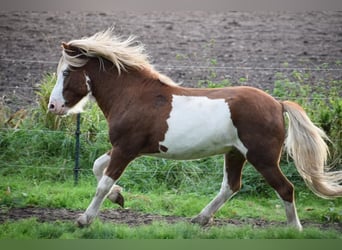 Islandshäst, Hingst, 4 år, 144 cm