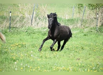 Islandshäst, Hingst, 4 år, 148 cm, Svart