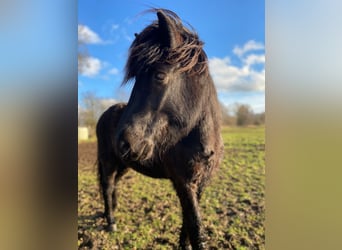 Islandshäst, Hingst, 4 år, 148 cm, Svart