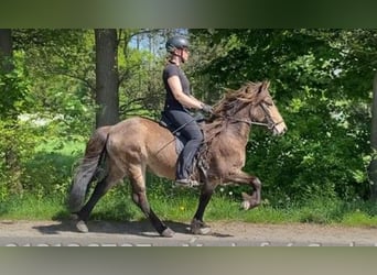 Islandshäst, Hingst, 6 år, 134 cm