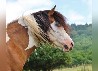 Islandshäst, Hingst, 6 år, 137 cm, Pinto