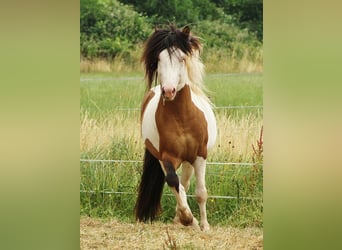 Islandshäst, Hingst, 6 år, 137 cm, Pinto