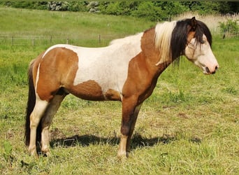 Islandshäst, Hingst, 6 år, 137 cm, Pinto