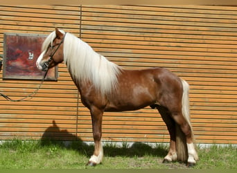 Islandshäst, Hingst, 7 år, 138 cm, fux
