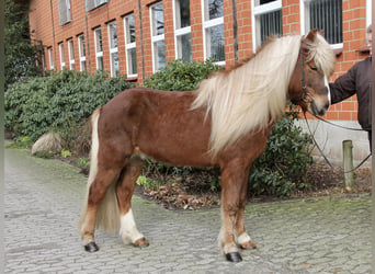 Islandshäst, Hingst, 7 år, 138 cm, fux