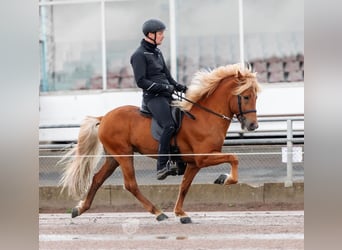 Islandshäst, Hingst, 8 år, 142 cm, Fux
