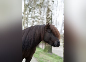 Islandshäst, Hingst, 8 år, 146 cm, Svart