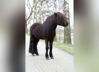 Islandshäst, Hingst, 8 år, 146 cm, Svart