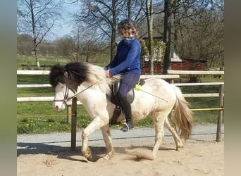 Islandshäst, Hingst, 8 år, Pinto